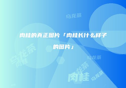 肉桂的真正图片「肉桂长什么样子的图片」