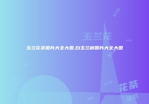 玉兰花茶图片大全大图,白玉兰树图片大全大图