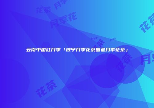 云南中国红月季「滋宁月季花茶国老月季花茶」