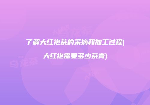 了解大红袍茶的采摘和加工过程(大红袍需要多少茶青)