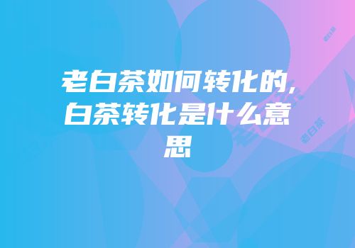 老白茶如何转化的,白茶转化是什么意思