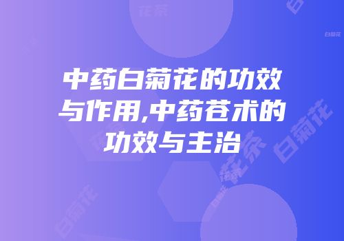 中药白菊花的功效与作用,中药苍术的功效与主治