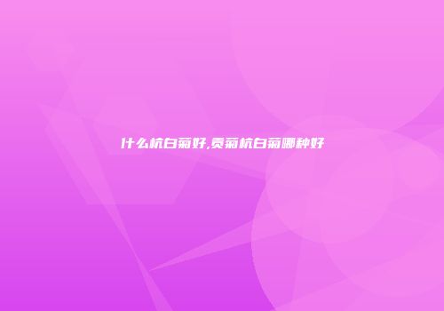 什么杭白菊好,贡菊杭白菊哪种好