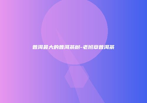 普洱最大的普洱茶树-老班章普洱茶