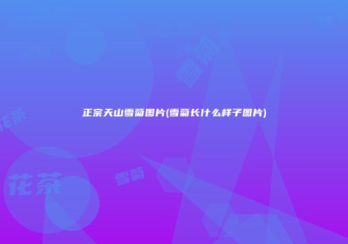 正宗天山雪菊图片(雪菊长什么样子图片)
