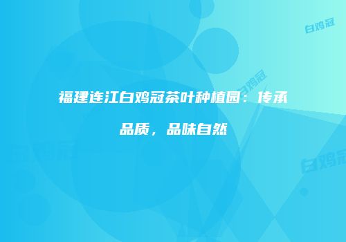 福建连江白鸡冠茶叶种植园：传承品质，品味自然