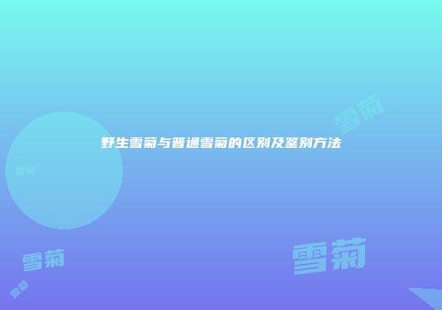 野生雪菊与普通雪菊的区别及鉴别方法