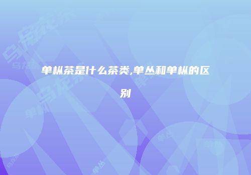 单枞茶是什么茶类,单丛和单枞的区别