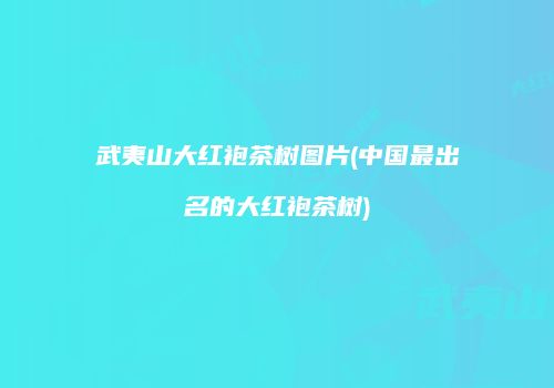 武夷山大红袍茶树图片(中国最出名的大红袍茶树)