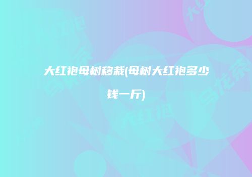 大红袍母树移栽(母树大红袍多少钱一斤)