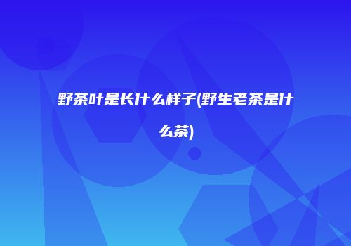 野茶叶是长什么样子(野生老茶是什么茶)