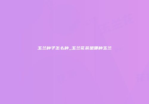 玉兰种子怎么种_玉兰花茶是哪种玉兰