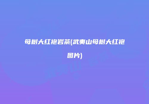 母树大红袍岩茶(武夷山母树大红袍图片)