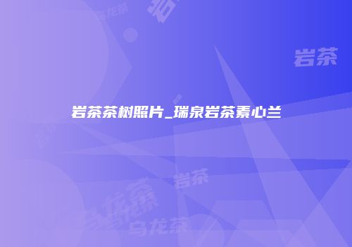 岩茶茶树照片_瑞泉岩茶素心兰