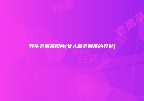 野生老鹰茶图片(女人喝老鹰茶的好处)