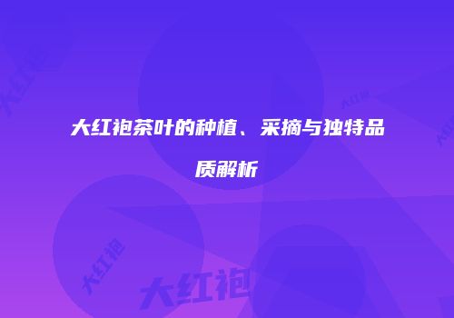 大红袍茶叶的种植、采摘与独特品质解析