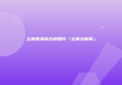 云南普洱茶古树图片「云南古树茶」