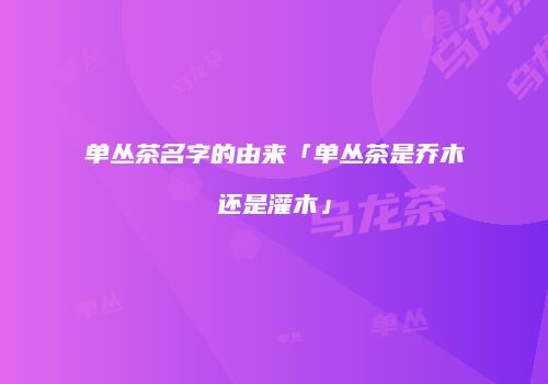 单丛茶名字的由来「单丛茶是乔木还是灌木」