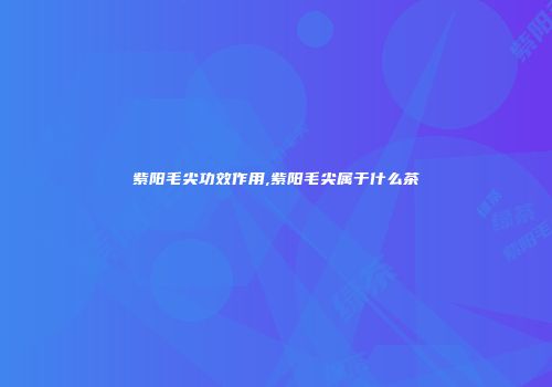 紫阳毛尖功效作用,紫阳毛尖属于什么茶