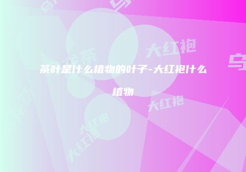 茶叶是什么植物的叶子-大红袍什么植物