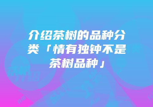 介绍茶树的品种分类「情有独钟不是茶树品种」