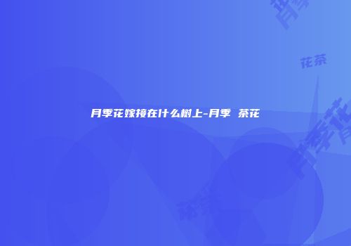 月季花嫁接在什么树上-月季 茶花