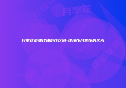 月季花茶和玫瑰茶花区别-玫瑰花月季花的区别