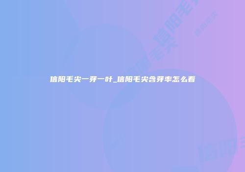 信阳毛尖一芽一叶_信阳毛尖含芽率怎么看