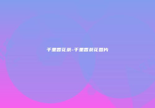 千里香花茶-千里香茶花图片