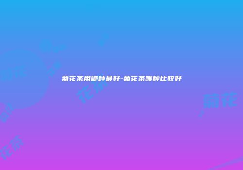 菊花茶用哪种最好-菊花茶哪种比较好
