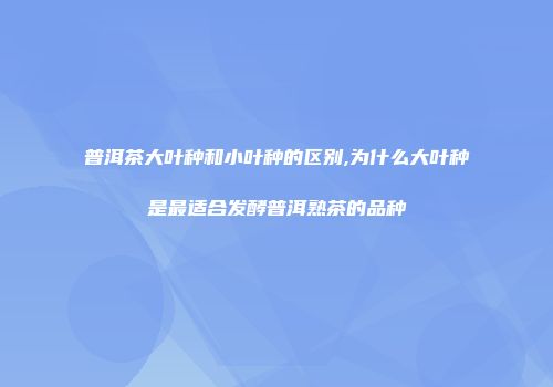 普洱茶大叶种和小叶种的区别,为什么大叶种是最适合发酵普洱熟茶的品种