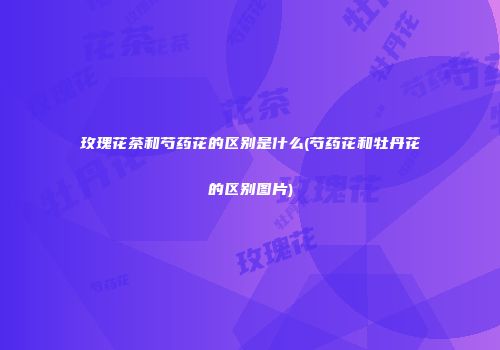 玫瑰花茶和芍药花的区别是什么(芍药花和牡丹花的区别图片)