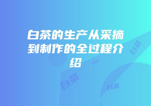 白茶的生产从采摘到制作的全过程介绍