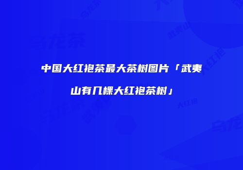 中国大红袍茶最大茶树图片「武夷山有几棵大红袍茶树」