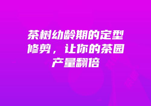 茶树幼龄期的定型修剪，让你的茶园产量翻倍