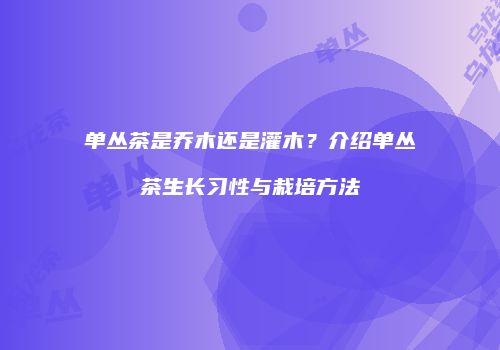 单丛茶是乔木还是灌木？介绍单丛茶生长习性与栽培方法