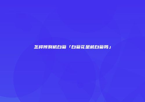 怎样辨别杭白菊「白菊花是杭白菊吗」