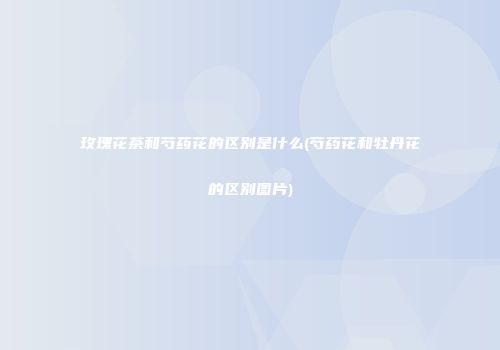 玫瑰花茶和芍药花的区别是什么(芍药花和牡丹花的区别图片)