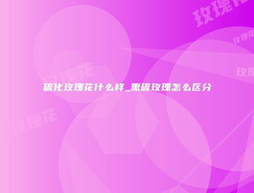 硫化玫瑰花什么样_熏硫玫瑰怎么区分