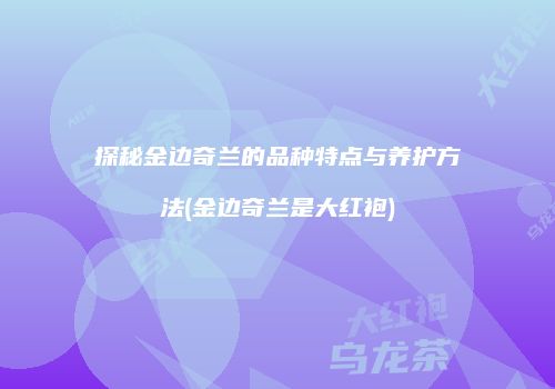 探秘金边奇兰的品种特点与养护方法(金边奇兰是大红袍)