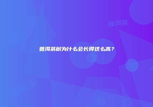 普洱茶树为什么会长得这么高？
