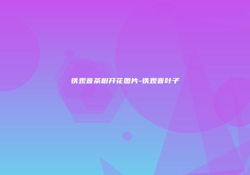 铁观音茶树开花图片-铁观音叶子