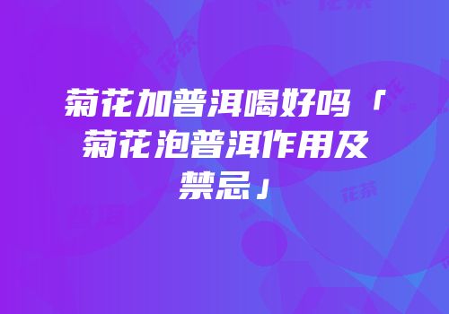 菊花加普洱喝好吗「菊花泡普洱作用及禁忌」