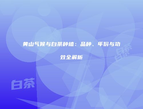 黄山气候与白茶种植：品种、年份与功效全解析