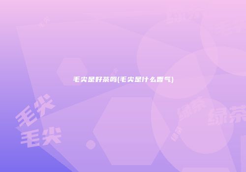 毛尖是好茶吗(毛尖是什么香气)