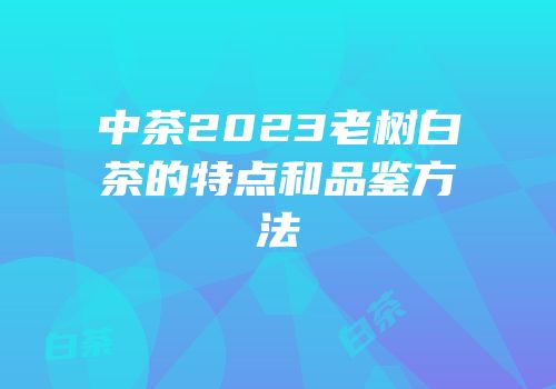 中茶2023老树白茶的特点和品鉴方法