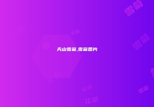 天山雪菊,雪菊图片
