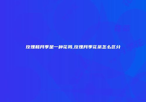 玫瑰和月季是一种花吗,玫瑰月季花茶怎么区分
