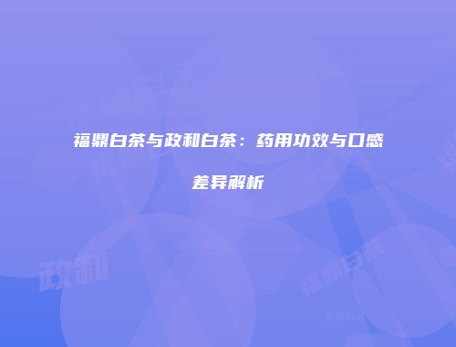 福鼎白茶与政和白茶：药用功效与口感差异解析