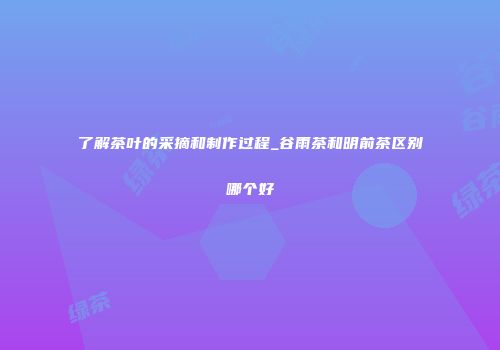 了解茶叶的采摘和制作过程_谷雨茶和明前茶区别哪个好
